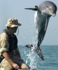 375px-NMMP_dolphin_with_locator.jpeg