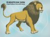European Lion.jpg