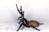 sydney-funnel-web-spider-24T5855-20.jpg