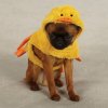 quackers-duck-halloween-dog-costume-1.jpg