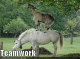 funny-pictures-horse-and-goat-work-.jpg