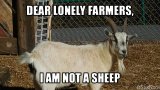 Dear-Lonely-Farmers-I-Am-Not-A-Sheep-Funny-Goat-Meme-Photo.jpg