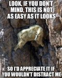 mountain goat.jpg