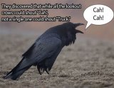 crows 8.jpg