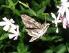 Hummingbird moth crop.jpg