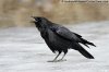 AWBR0315071-34-American-Crow-calling-cawing.jpg