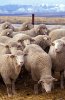 250px-Flock_of_sheep.jpg