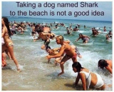 sharkdog.png