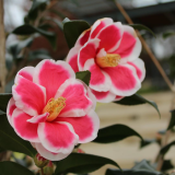 Camellia-Christmas-Carol.png