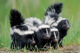 skunk-stripped-babies-Kyle-Breckenridge-570x375.jpg