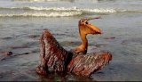 Pelican_Oil_Spill.JPG