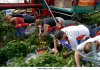 strawberry-picking-machine-with-foreign-workers-harvests-inside-polytunnel-ag4fr4.jpg