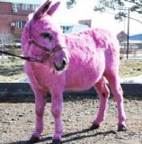 pink_donkey.jpg