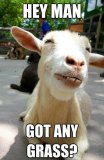 5391475-funny-goat-pictures.jpg