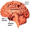 pituitary_brain2a.jpg