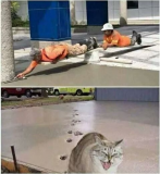 cat concrete.PNG