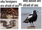 magpie snake.PNG