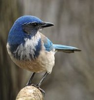 Jbird4049