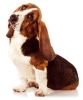 Basset Hound