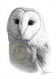The Owl