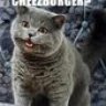 lolcatz