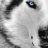 wolfsgirl