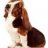 Basset Hound